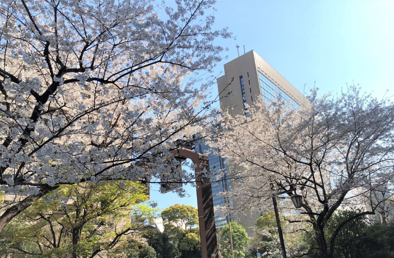 桜も楽しめる駅近な会議室なら、リロの会議室「飯田橋」
